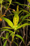 Water toothleaf